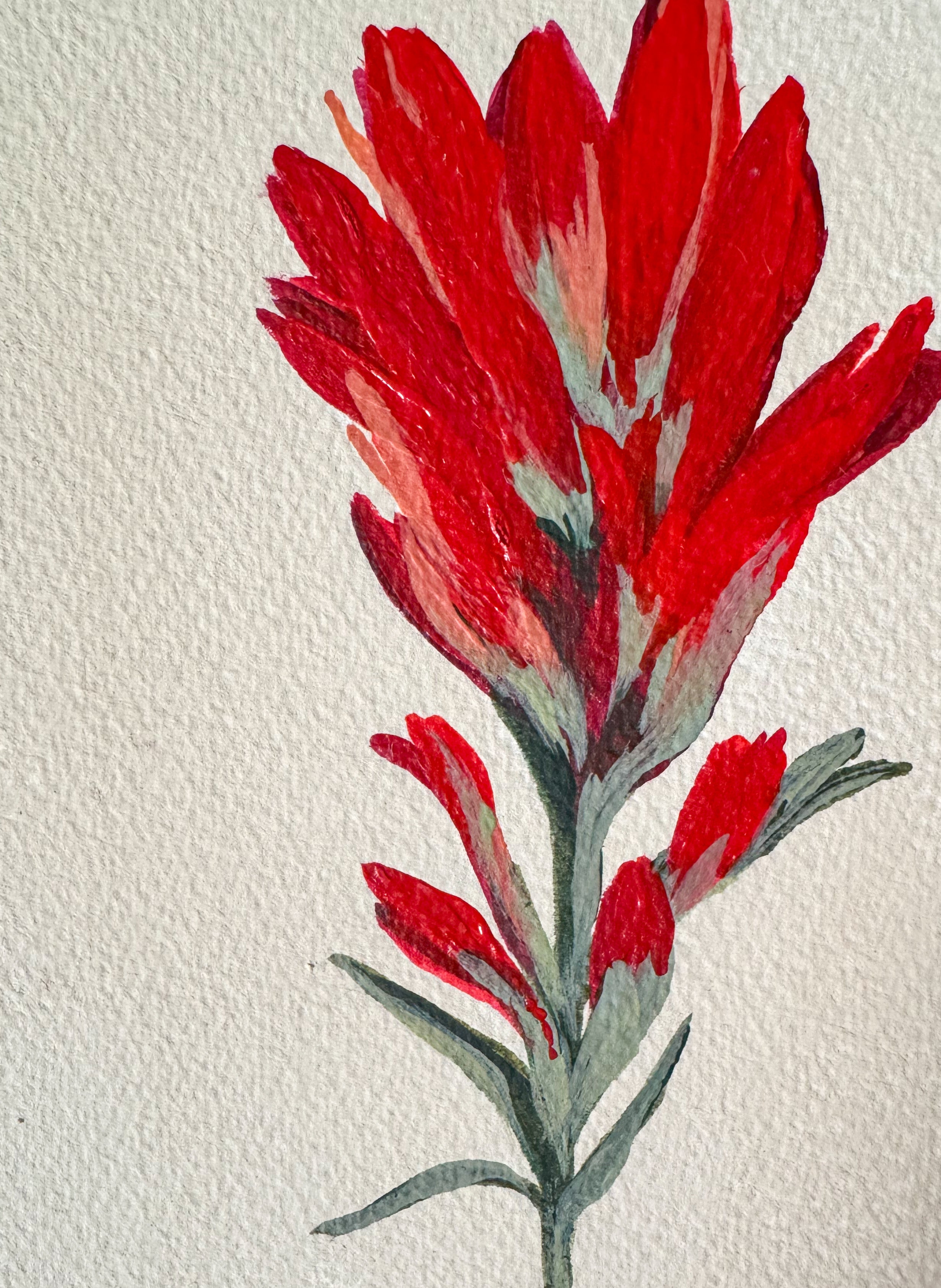 Set of two Indian Paintbrush - Acrylic